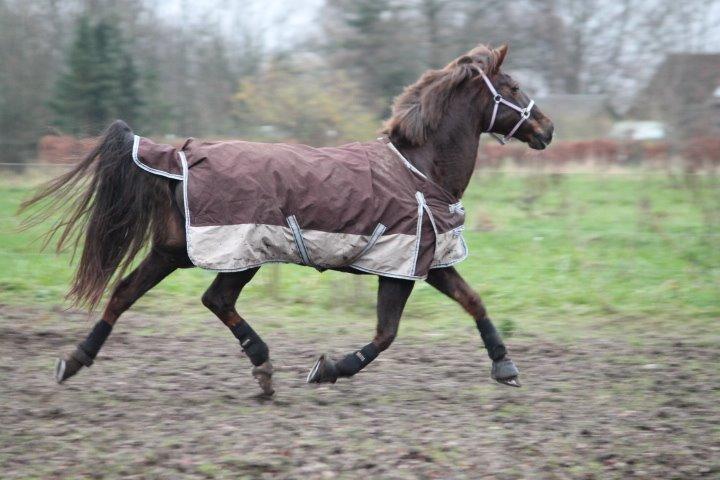 Anden særlig race Cekita R.I.P billede 8