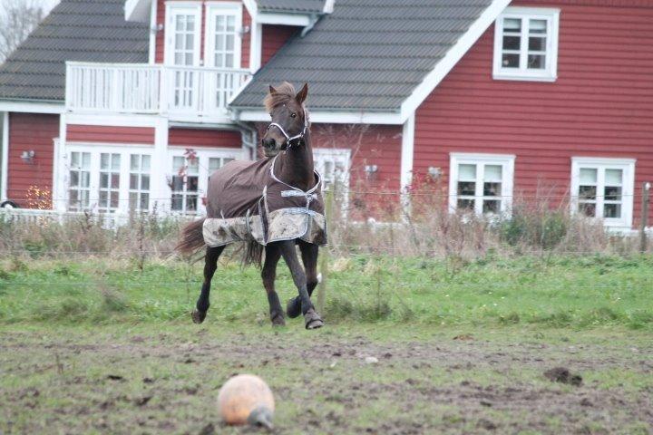 Anden særlig race Cekita R.I.P billede 11