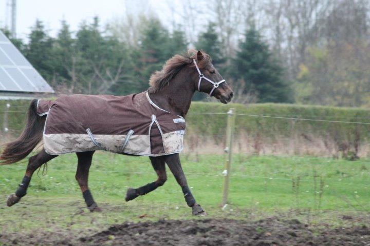 Anden særlig race Cekita R.I.P billede 12