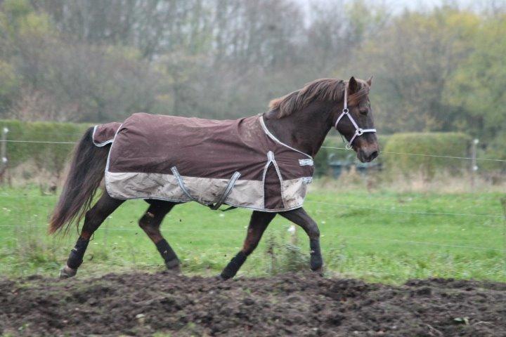 Anden særlig race Cekita R.I.P billede 13