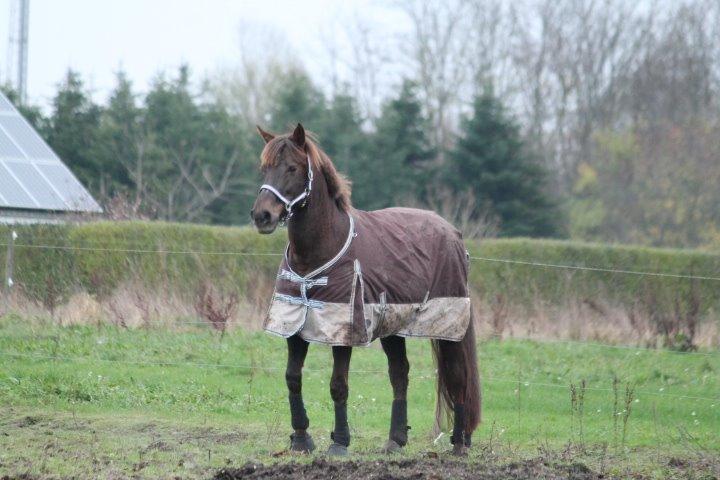 Anden særlig race Cekita R.I.P billede 1