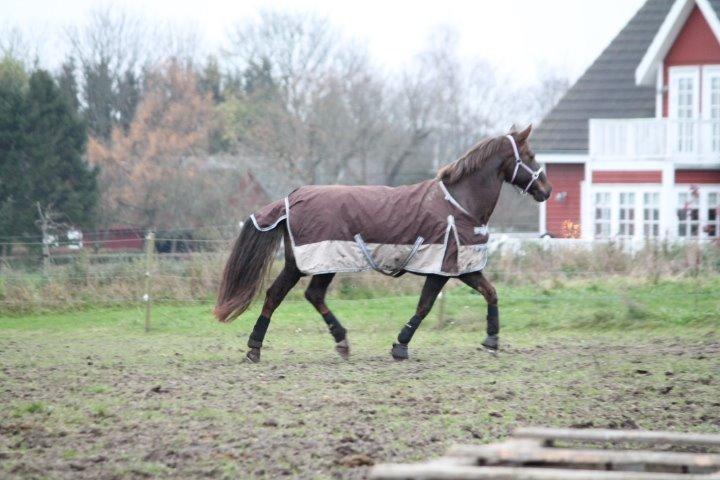 Anden særlig race Cekita R.I.P billede 14