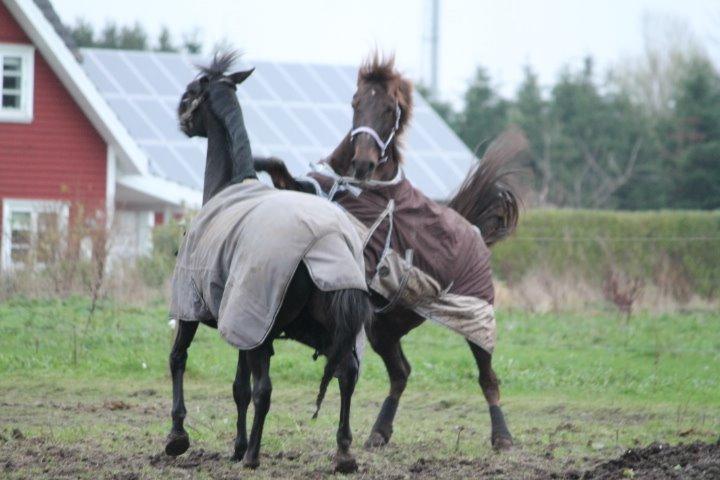 Anden særlig race Cekita R.I.P billede 3