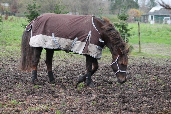 Anden særlig race Cekita R.I.P billede 15