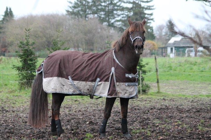 Anden særlig race Cekita R.I.P billede 2