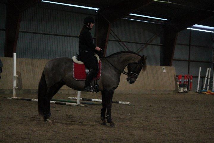 Anden særlig race Cekita R.I.P billede 17