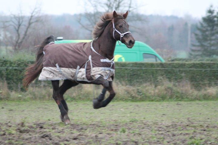 Anden særlig race Cekita R.I.P billede 10