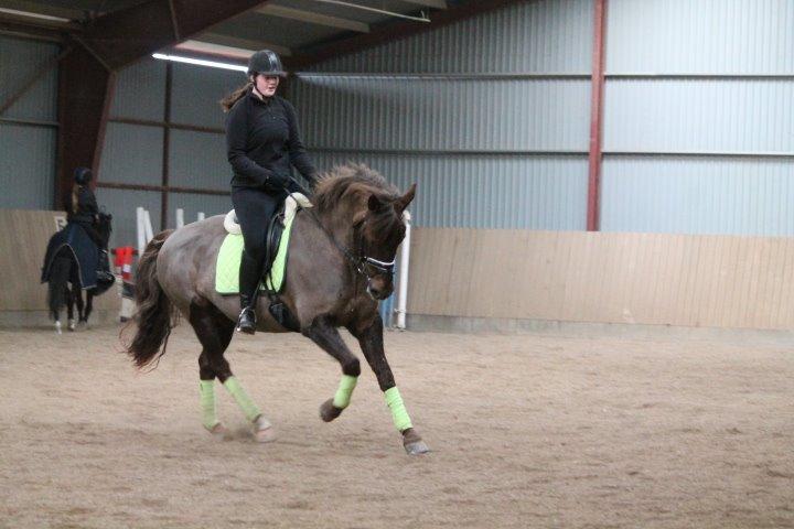 Anden særlig race Cekita R.I.P billede 20