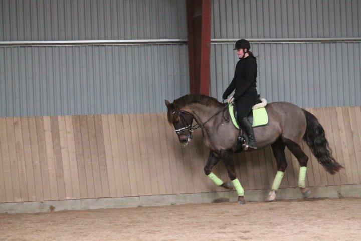 Anden særlig race Cekita R.I.P billede 21