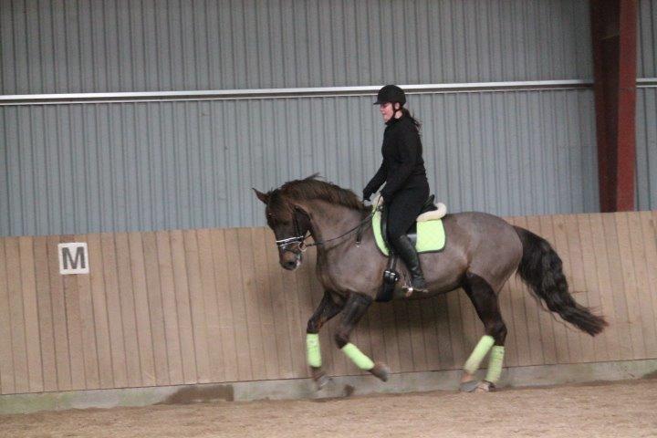 Anden særlig race Cekita R.I.P billede 22