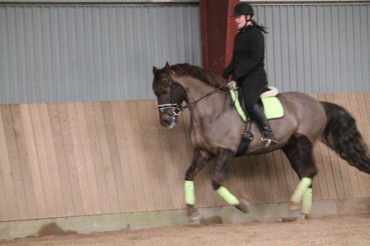 Anden særlig race Cekita R.I.P billede 24