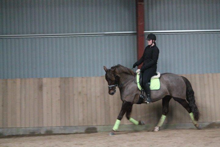 Anden særlig race Cekita R.I.P billede 25