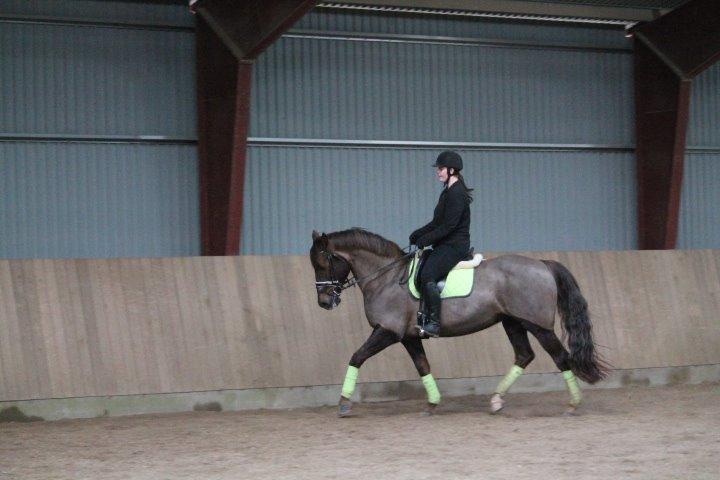 Anden særlig race Cekita R.I.P billede 27