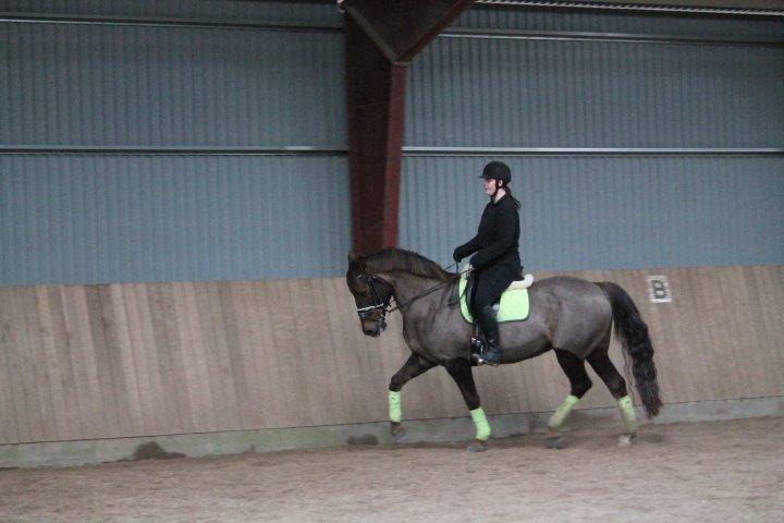 Anden særlig race Cekita R.I.P billede 28