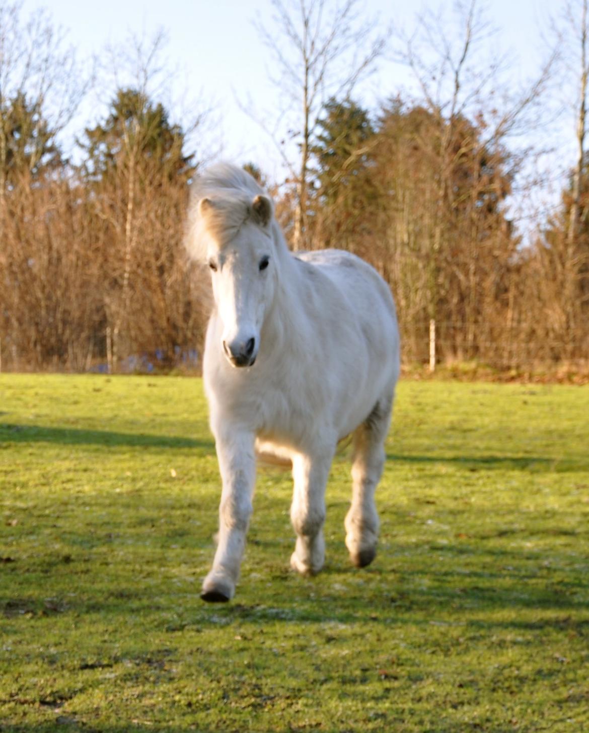 Islænder Hlín fra Helgenæs<3 - Løber lige ind i hjertet <3 Foto: AFH 04.01.2015 billede 6