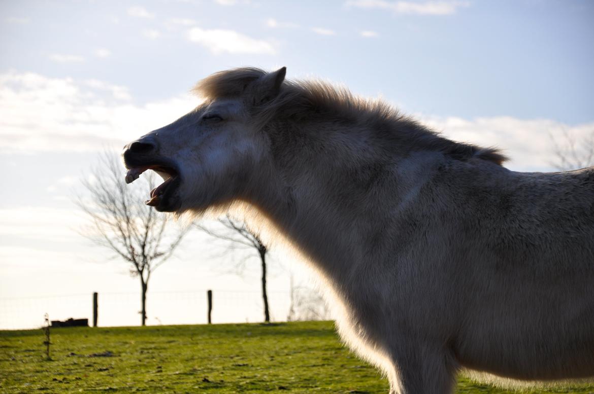 Islænder Hlín fra Helgenæs<3 - Min herlige pige! :D <3 Foto: AFH 04.01.2015 billede 15