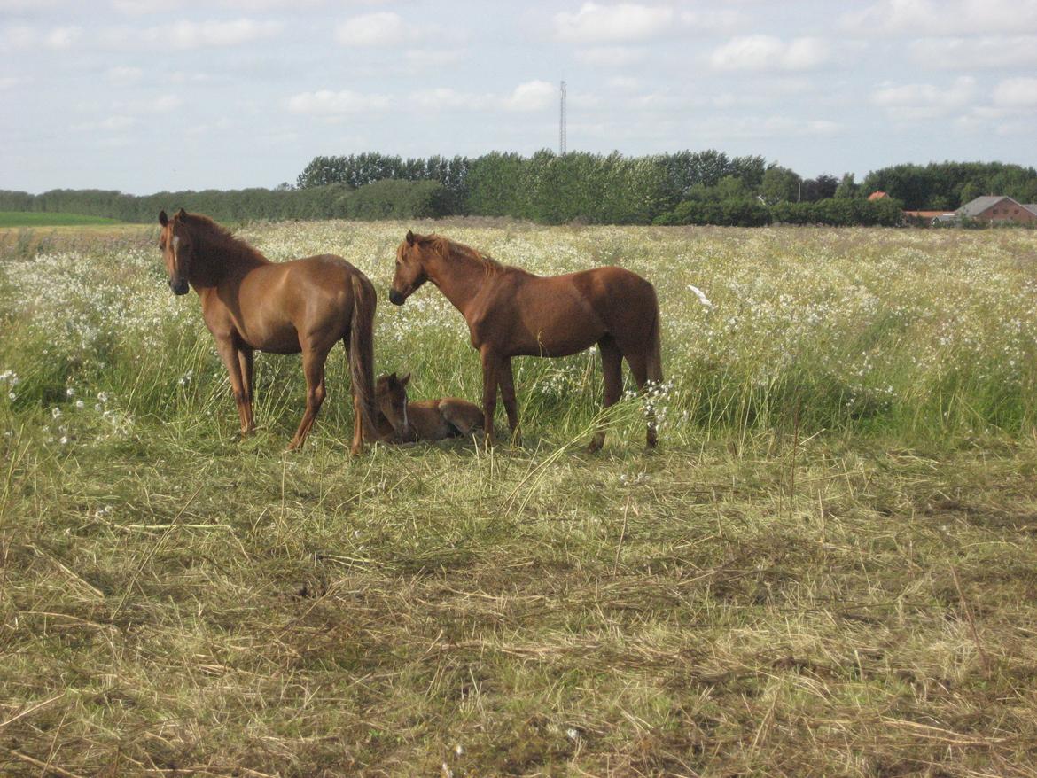 DSP Foxy Girl billede 9