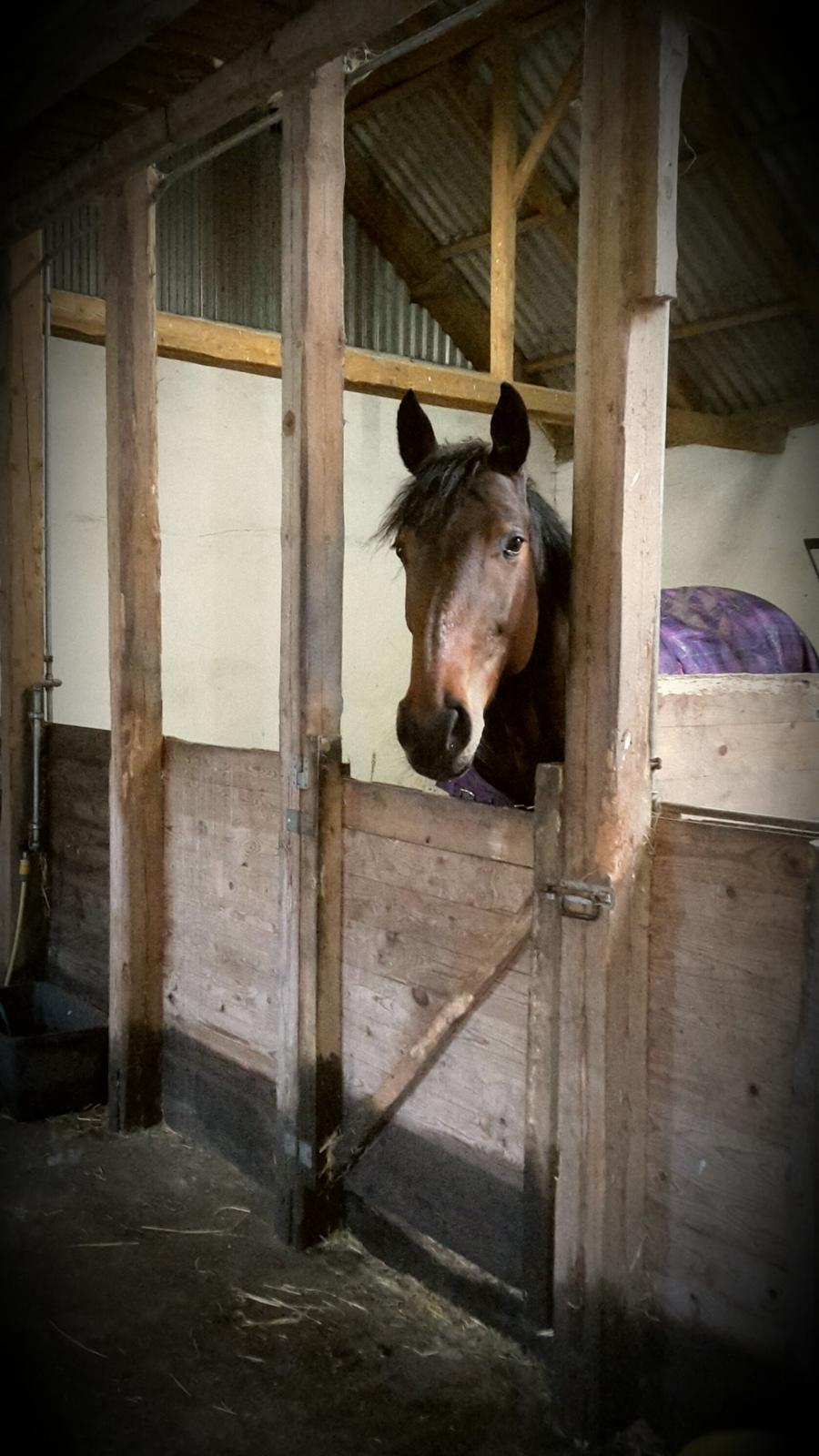 Holstener Coco Chanel Mak billede 9