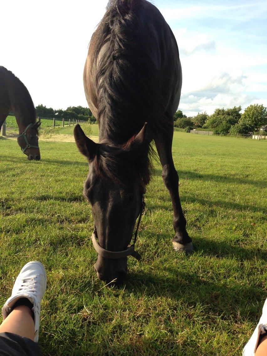 Anden særlig race Lola (Bedste Pony min) :D billede 18
