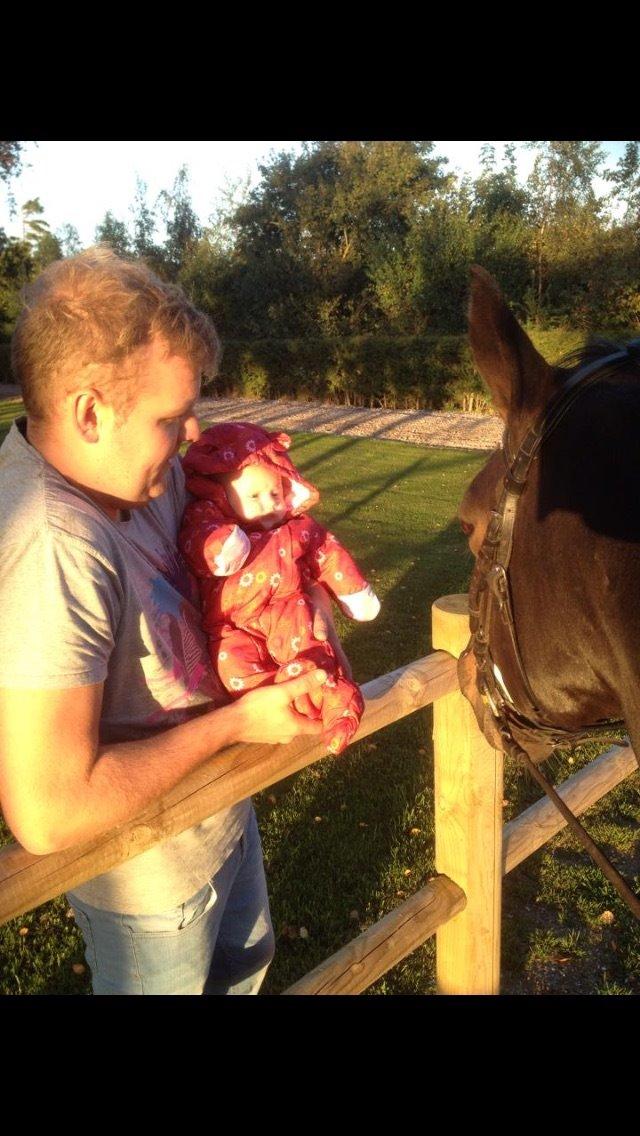 Hannoveraner Roosevelt billede 3