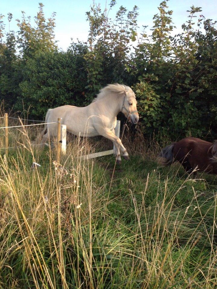 Fjordhest Hjarl billede 17