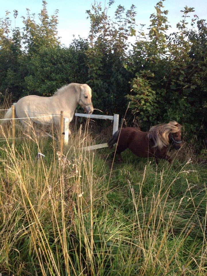 Fjordhest Hjarl billede 14
