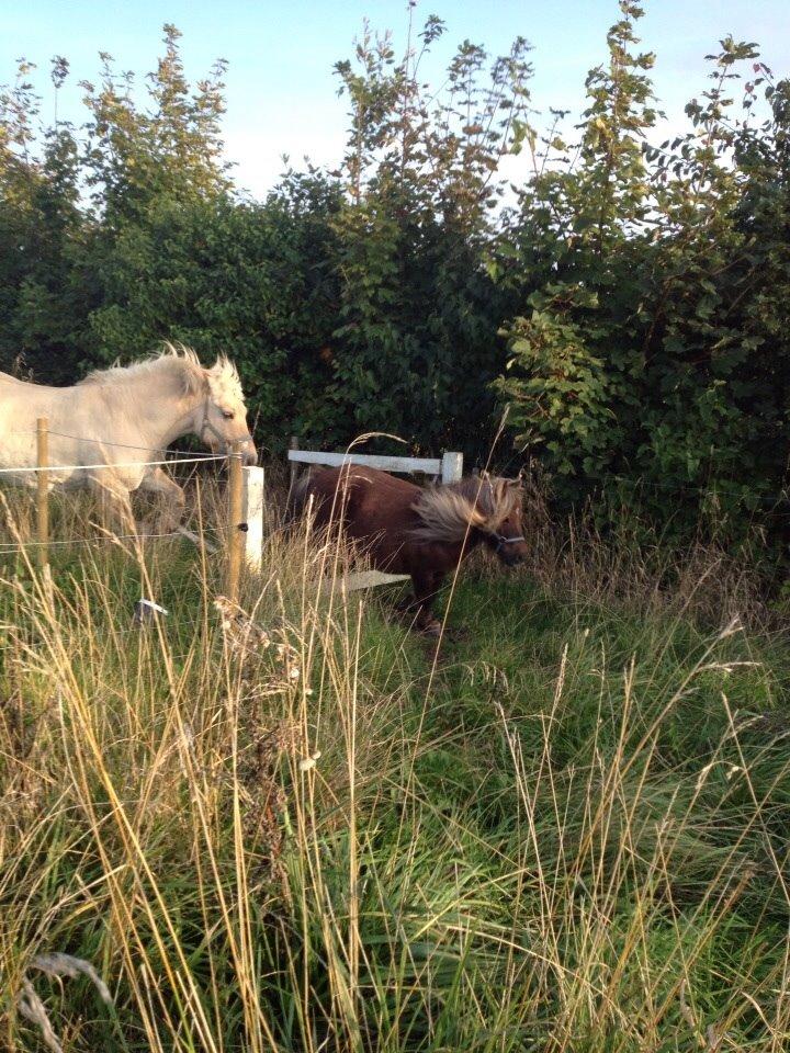 Fjordhest Hjarl billede 18