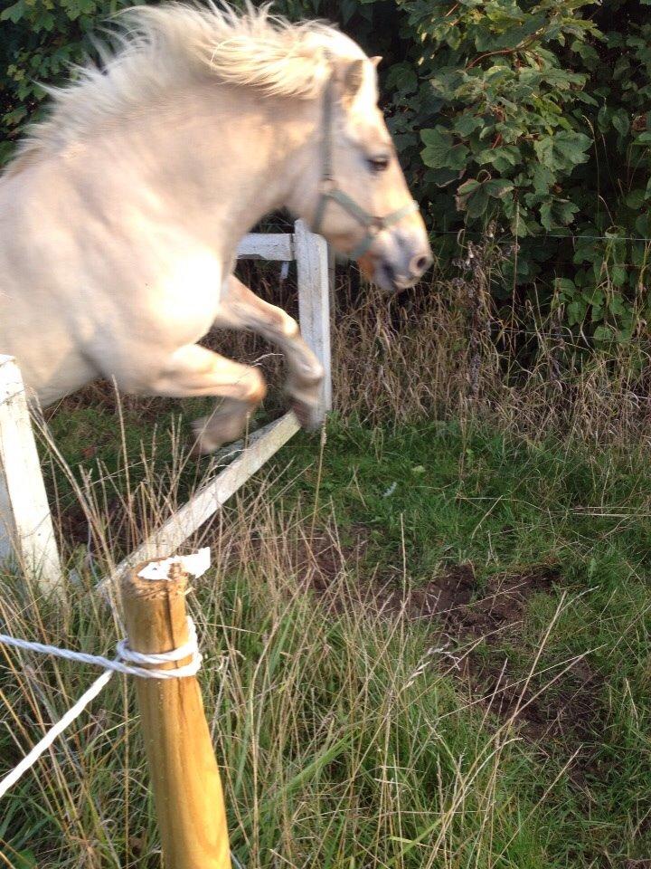 Fjordhest Hjarl billede 19