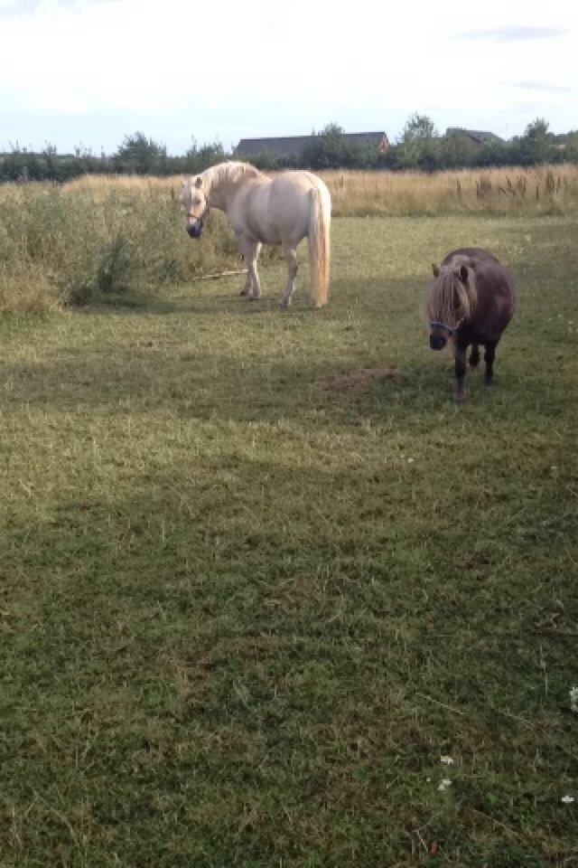 Fjordhest Hjarl billede 20