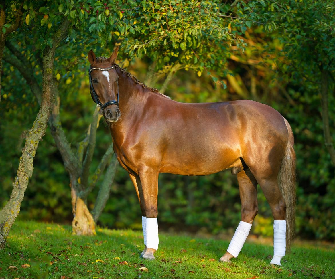 New Forest Jægersmindes Mel Gibson B-pony billede 28