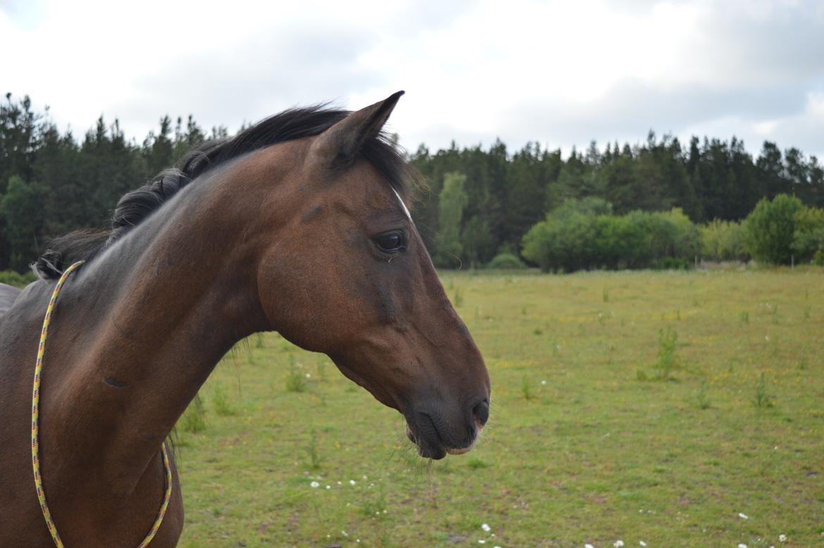 Anden særlig race Castor billede 14