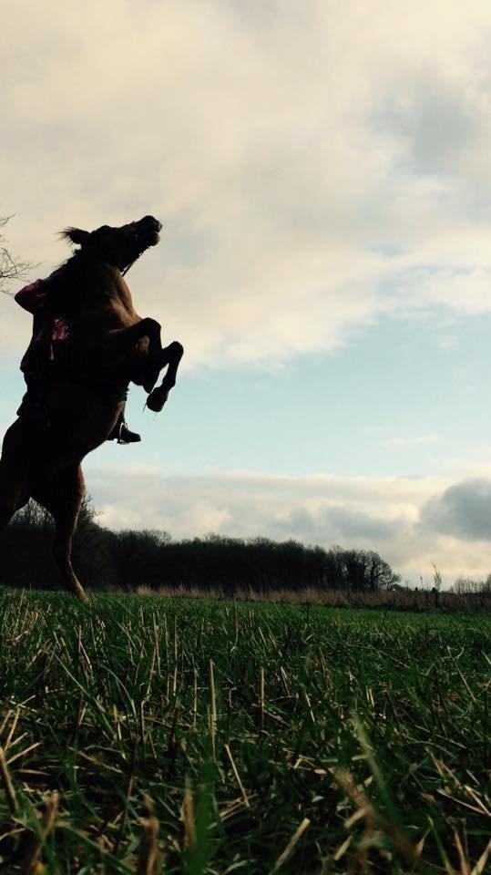 Anden særlig race Yellow billede 16