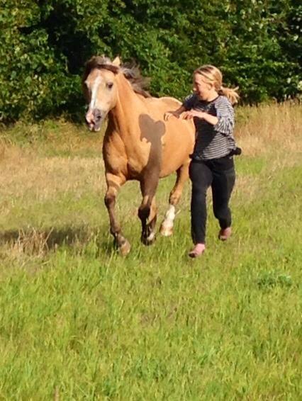 Anden særlig race Yellow billede 18