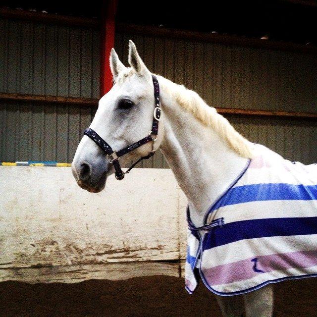 Anden særlig race Troldmoses Umberto - Så flot! billede 1