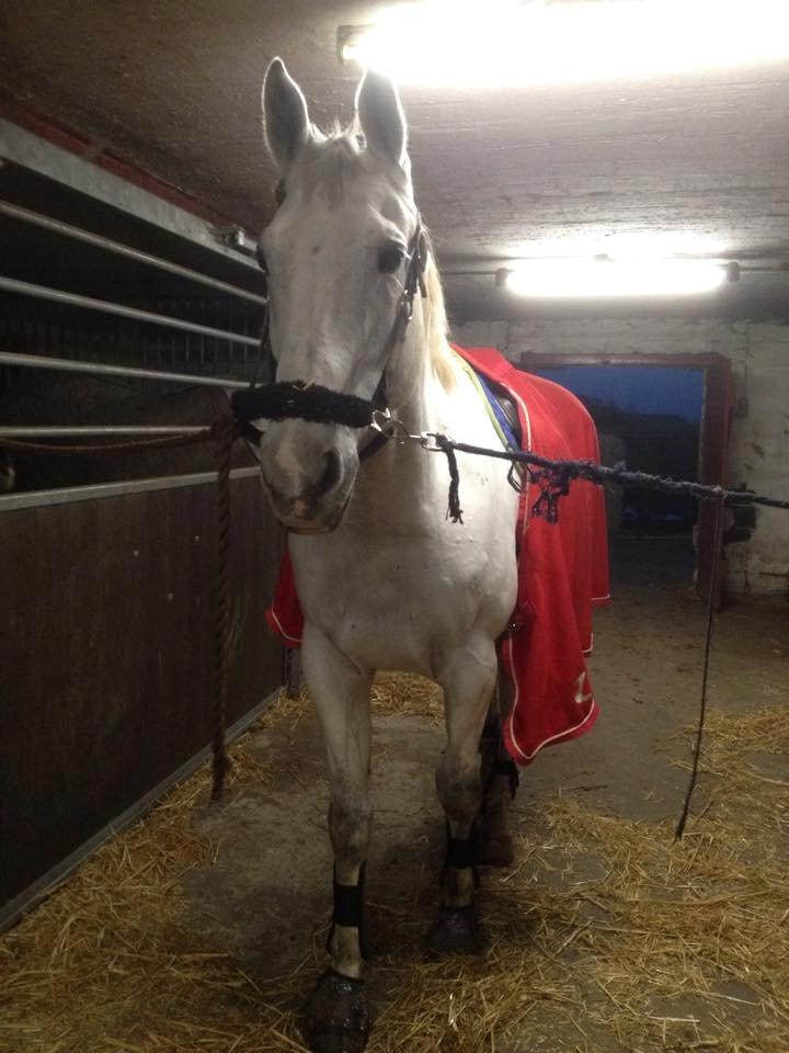 Anden særlig race Troldmoses Umberto - Hård springundervisning på rodeodyret :P billede 14