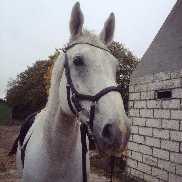 Anden særlig race Troldmoses Umberto - Sød til træning! billede 10