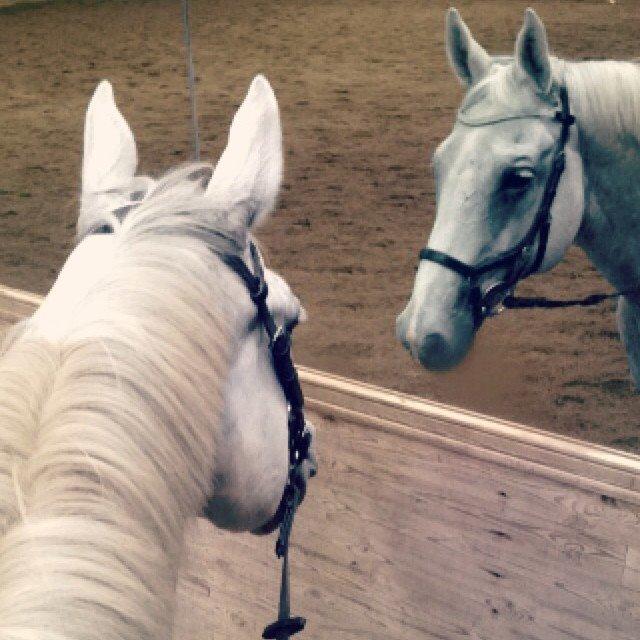 Anden særlig race Troldmoses Umberto - "Jeg ser da meget godt ud idag" billede 12