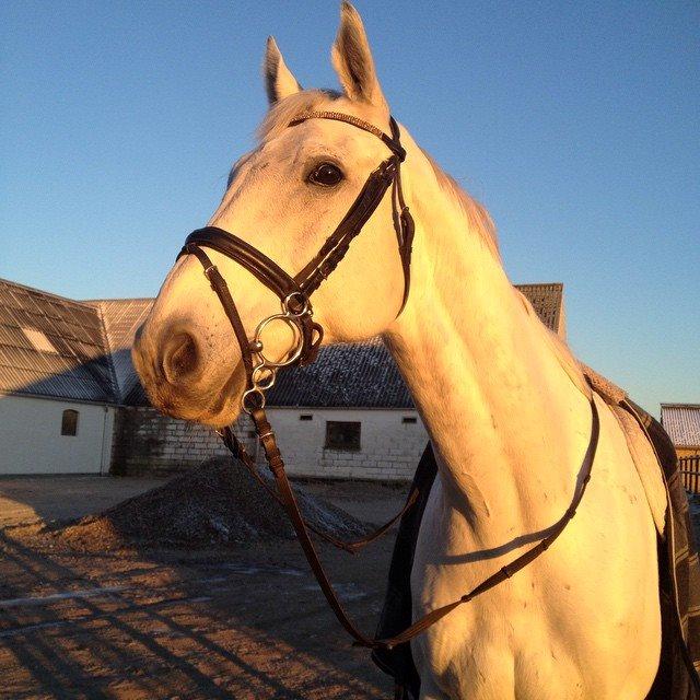 Anden særlig race Troldmoses Umberto - Porten til ridehuset var frosset fast, så vi udnyttede lige det gode vejr :p billede 3