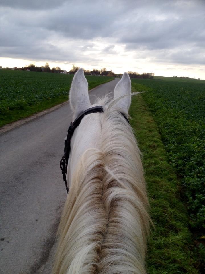 Anden særlig race Troldmoses Umberto - På tuuuuur ;-) billede 7