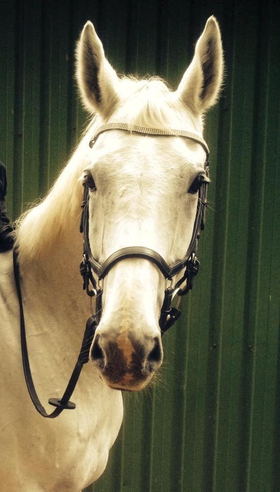 Anden særlig race Troldmoses Umberto - Babyfjæææs <3 billede 15