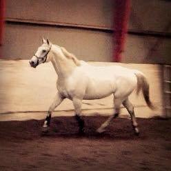 Anden særlig race Troldmoses Umberto - Fri fugl! billede 21