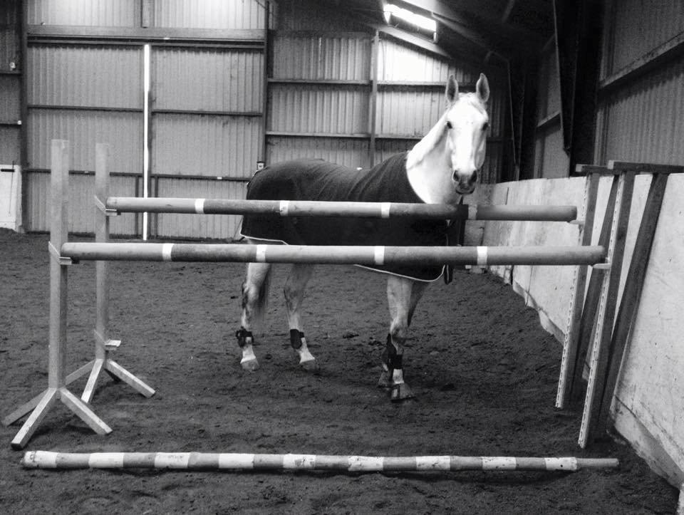 Anden særlig race Troldmoses Umberto - SEJE! lige sprunget 140cm, med LETHED (Y) billede 4