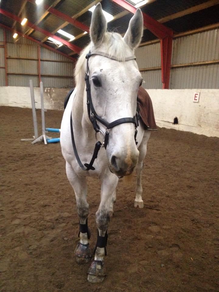 Anden særlig race Troldmoses Umberto - Fin træning today! billede 17