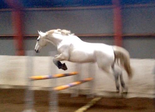 Anden særlig race Troldmoses Umberto - Juuuump! billede 11