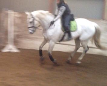 Anden særlig race Troldmoses Umberto - Så dygtig! Lige hoppet 90cm i dressursadel :o billede 6