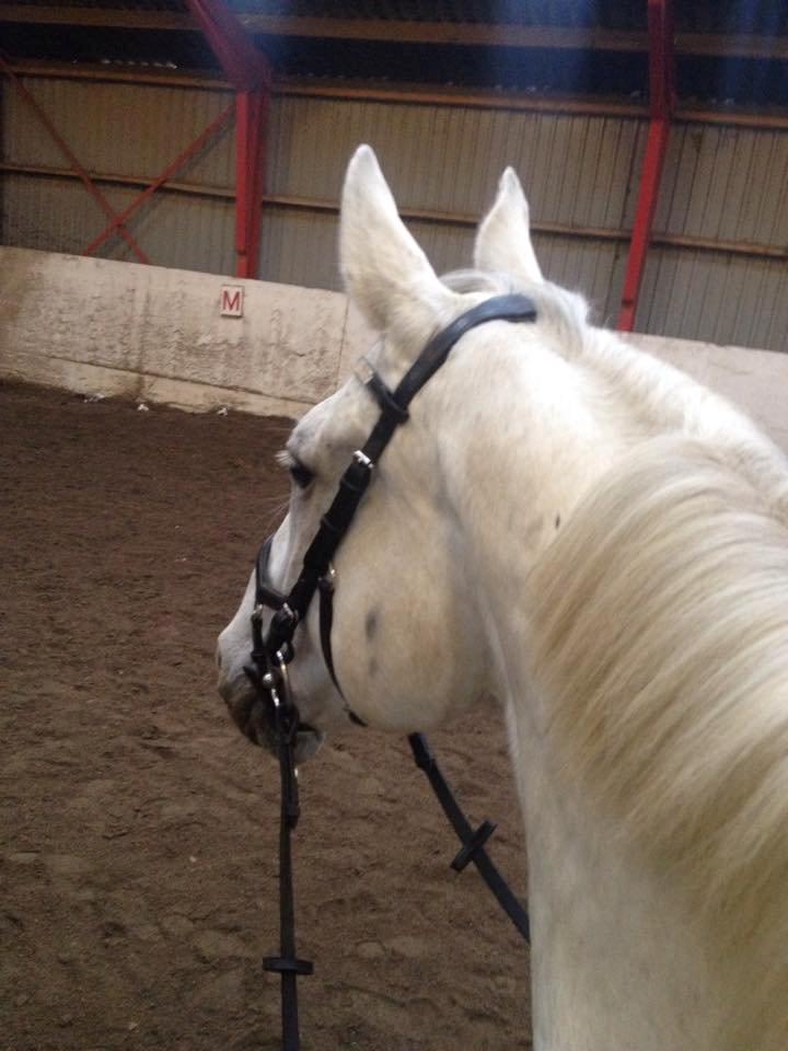 Anden særlig race Troldmoses Umberto - Der sker farlige ting udenfor :D billede 19