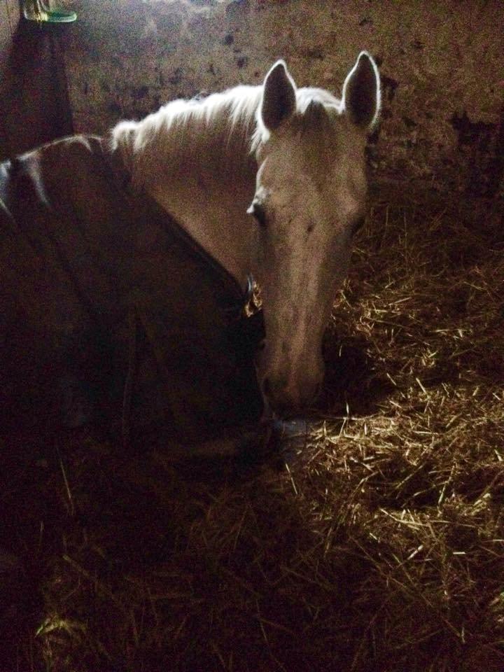 Anden særlig race Troldmoses Umberto - Min trææte dreng .. zzzzz billede 16