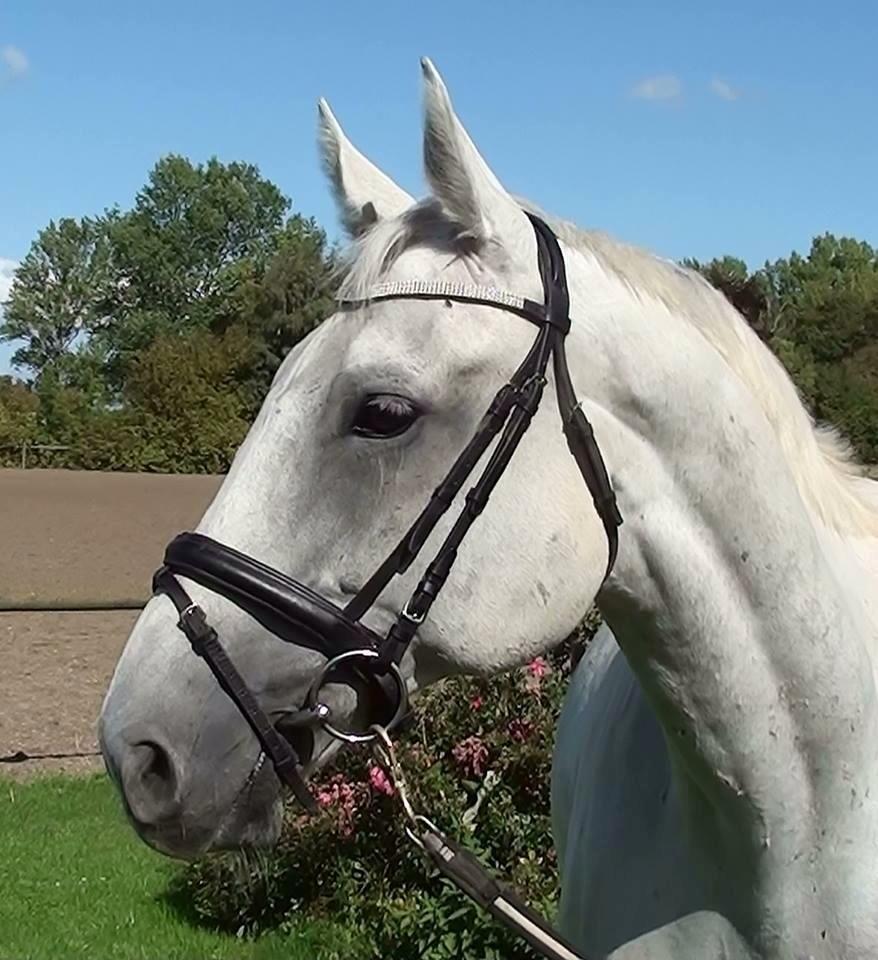 Anden særlig race Troldmoses Umberto - Modelbillede, da vi var på Halmtofte <3 billede 13