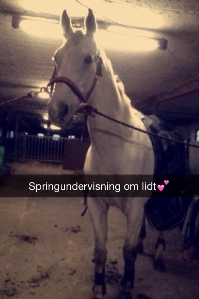 Anden særlig race Troldmoses Umberto - Hygge inden undervisning!   billede 18