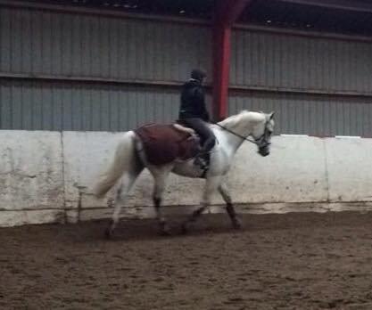 Anden særlig race Troldmoses Umberto - I starten - ser meget bedre ud nu. og med MEGET større halsmuskler!  billede 20